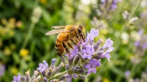 Une abeille détaillée se pose sur une fleur de lavande violette dans un jardin.