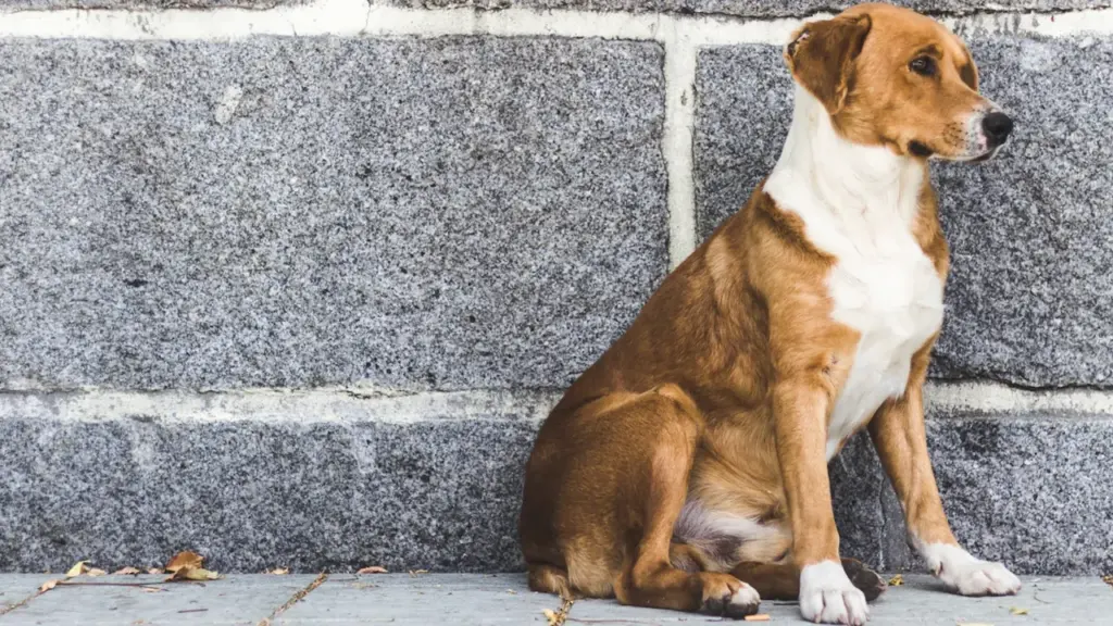 Un chien brun et blanc assis seul devant un mur en pierre grise.