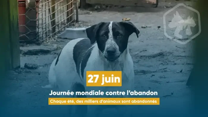 À Lyon, l’été expose les animaux aux abandons