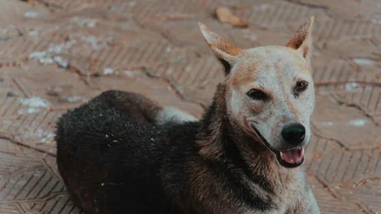 À Lyon, l’été expose les animaux aux abandons