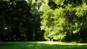 Une vaste pelouse verte entourée d'arbres matures dans un parc public paisible.