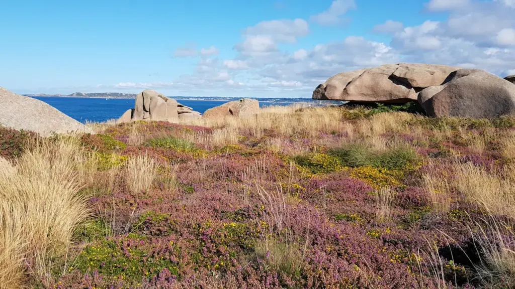 Paysage côtier breton typique avec rochers et végétation sauvage en bord de mer.