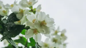 Fleurs de jasmin blanches délicates avec des feuilles vertes sous un ciel clair.