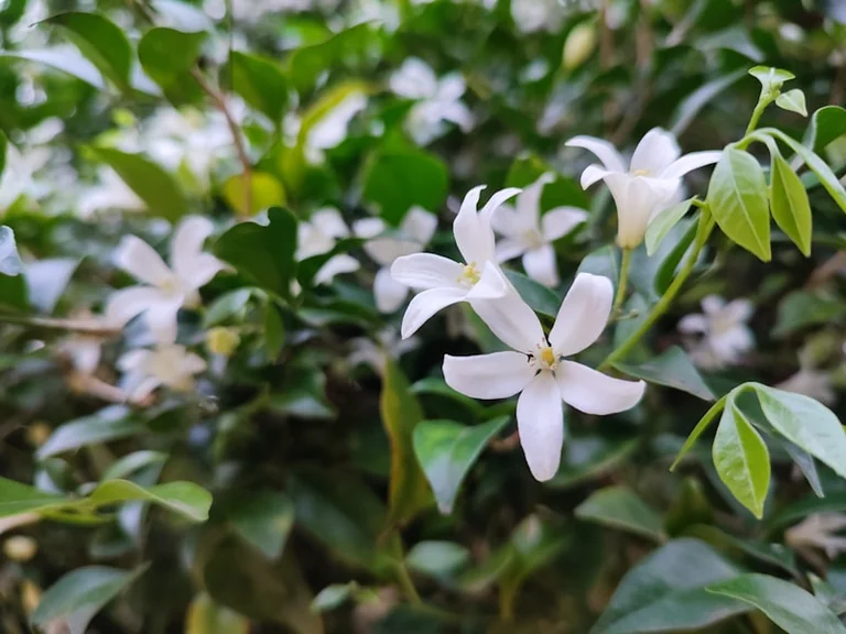 À Grasse, trois jours de fête autour du jasmin
