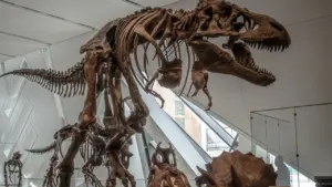 Dinosaures, plumes et oiseaux : une exposition gratuite à Elbeuf jusqu’au 21 mars 2027
