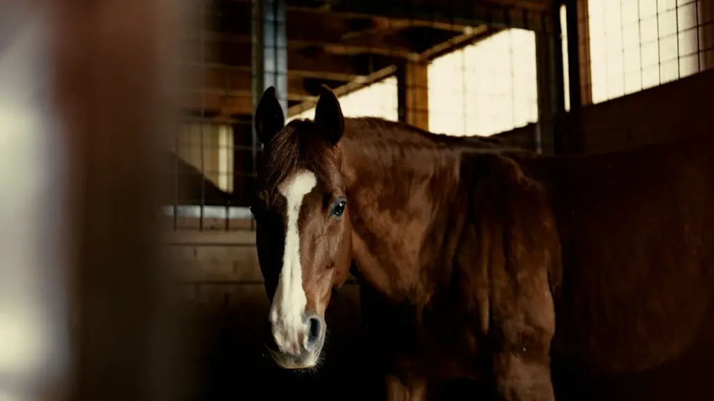 Un cheval marron calme dans son box de centre équestre à Caen