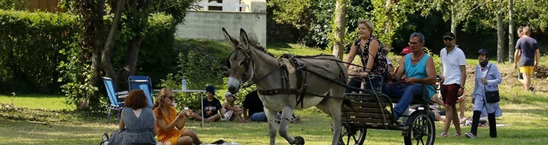 À Cherbourg, les ânes font la fête gratuitement le 23 août