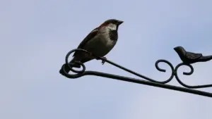 Animation “Le Muséum chez nous” sur les oiseaux à Bonnefin (Bordeaux) — 19 août 2026, gratuit et sur inscription