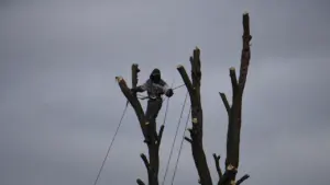ARBOREACARLO à Bordeaux : l’atelier forêt est gratuit