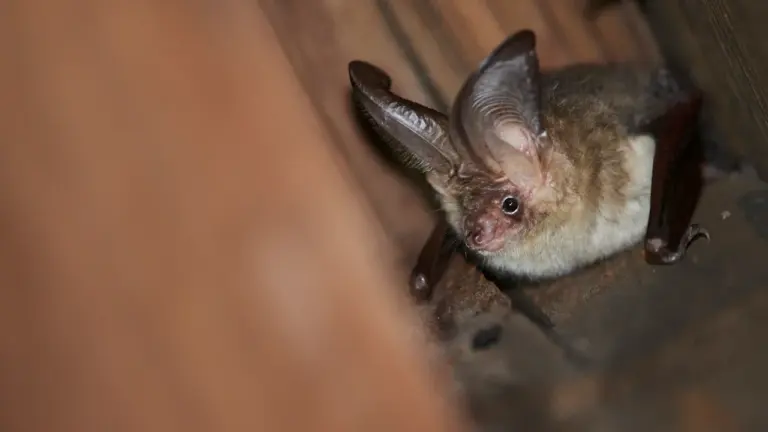 Lannion: sortie nature gratuite aux chauves-souris le 28 août