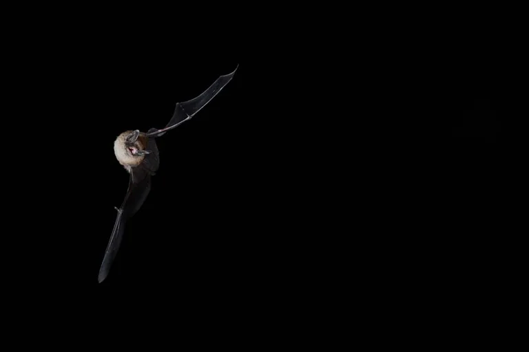 Lannion: sortie nature gratuite aux chauves-souris le 28 août