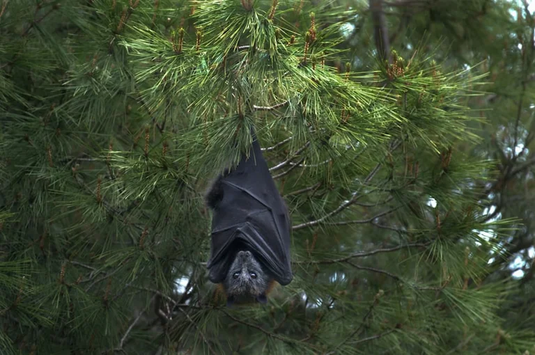 Lannion: sortie nature gratuite aux chauves-souris le 28 août