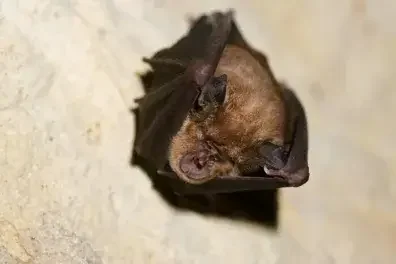 Soirée chauve-souris à Parempuyre : gratuite le 21 août