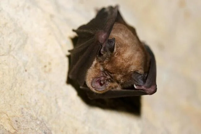 Soirée chauve-souris à Parempuyre : gratuite le 21 août