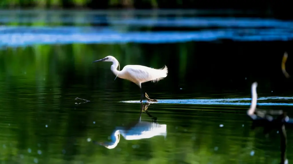 Grues cendrées au lac du Der : neuf jours pour les observer