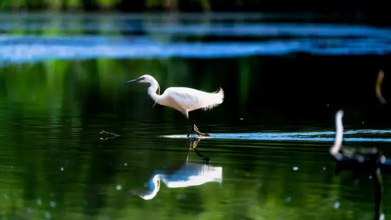 Grues cendrées au lac du Der : neuf jours pour les observer