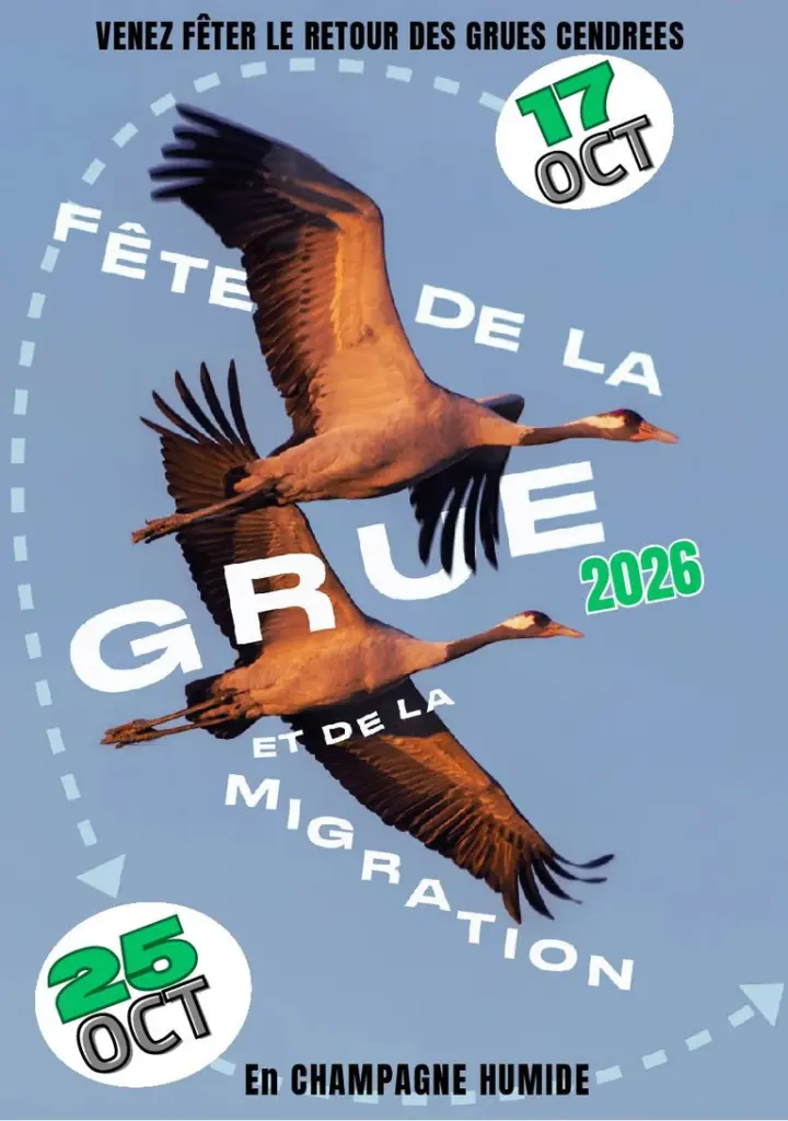 Grues cendrées au lac du Der : neuf jours pour les observer