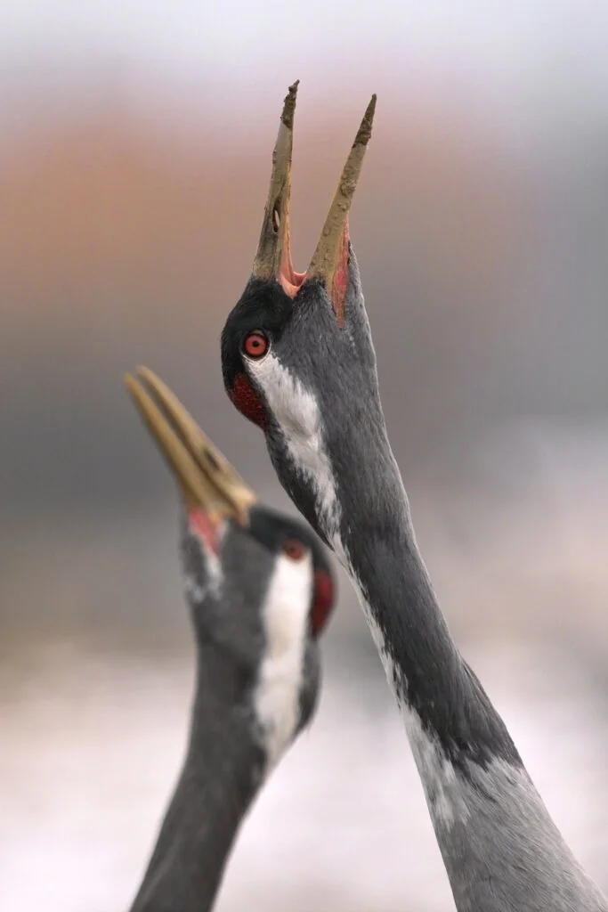 Grues cendrées au lac du Der : neuf jours pour les observer